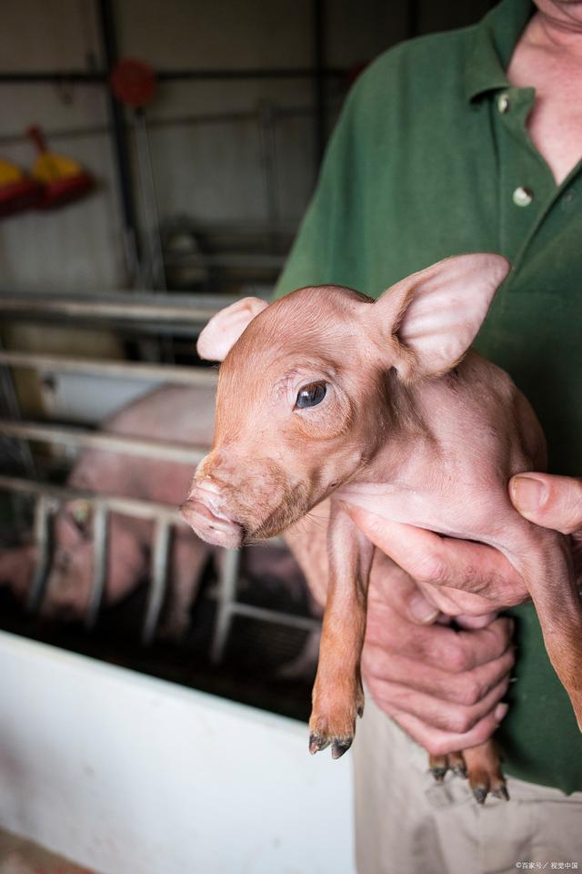 【广东现猪口蹄疫疫情,广东最新猪价最新走势价格】