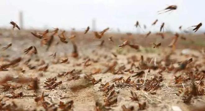 【印度遭遇蝗虫疫情双重灾难,蝗灾的形成2000多亿只蝗虫】